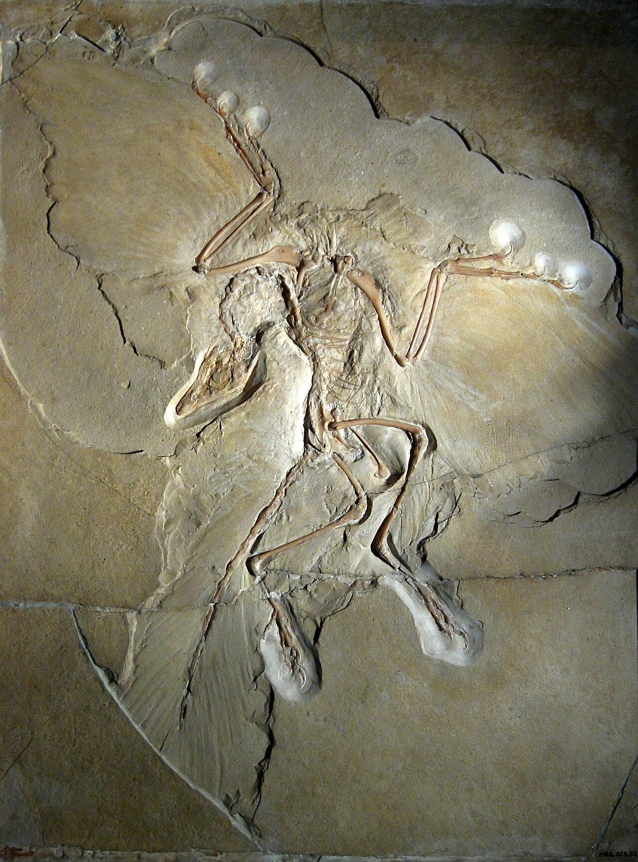 Berliner Exemplar des Archaeopteryx lithographica aus dem Solnhofener Plattenkalk